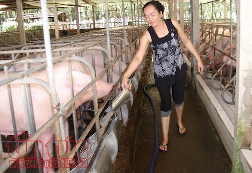 Giá thịt heo vẫn 'bình ổn' dù giá heo hơi tụt dốc 'không phanh' ảnh 1
